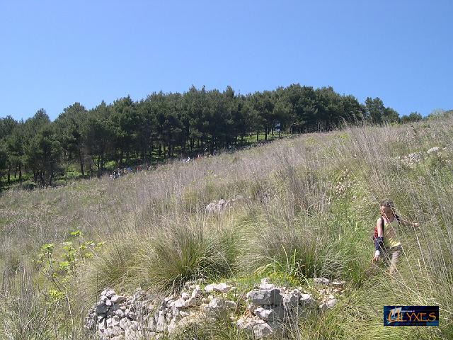 la discesa sotto la pineta.JPG